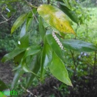 Pothos remotiflorus Hook.